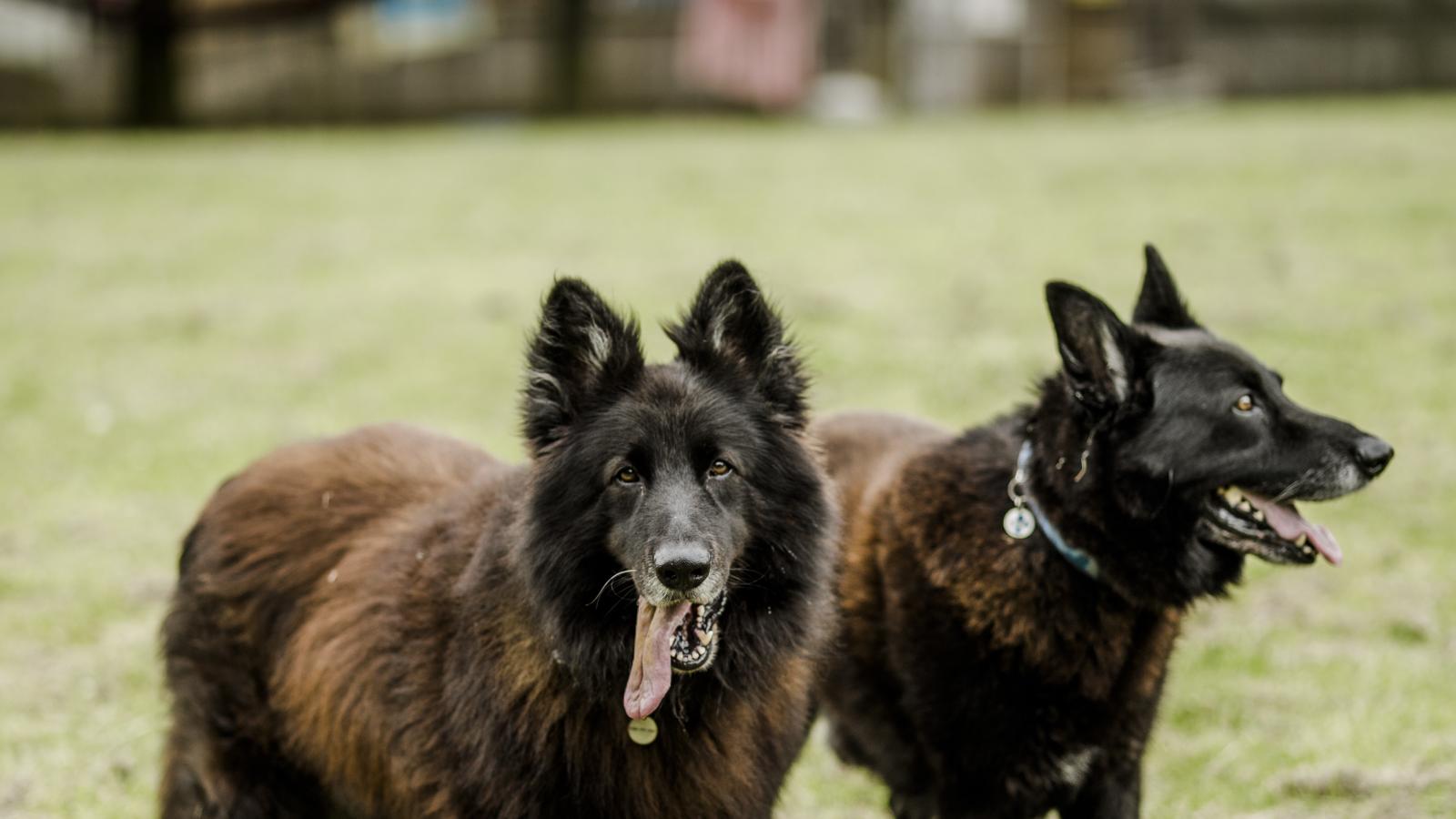 Ruffles dog sales day care